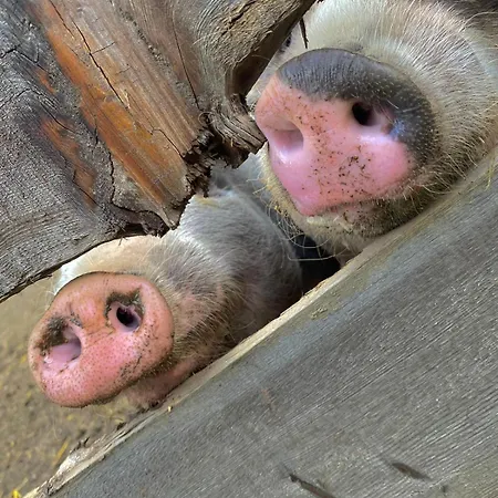 Ferienwohnung Goeriacher Stern Pusarnitz